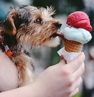 dog eats ice cream